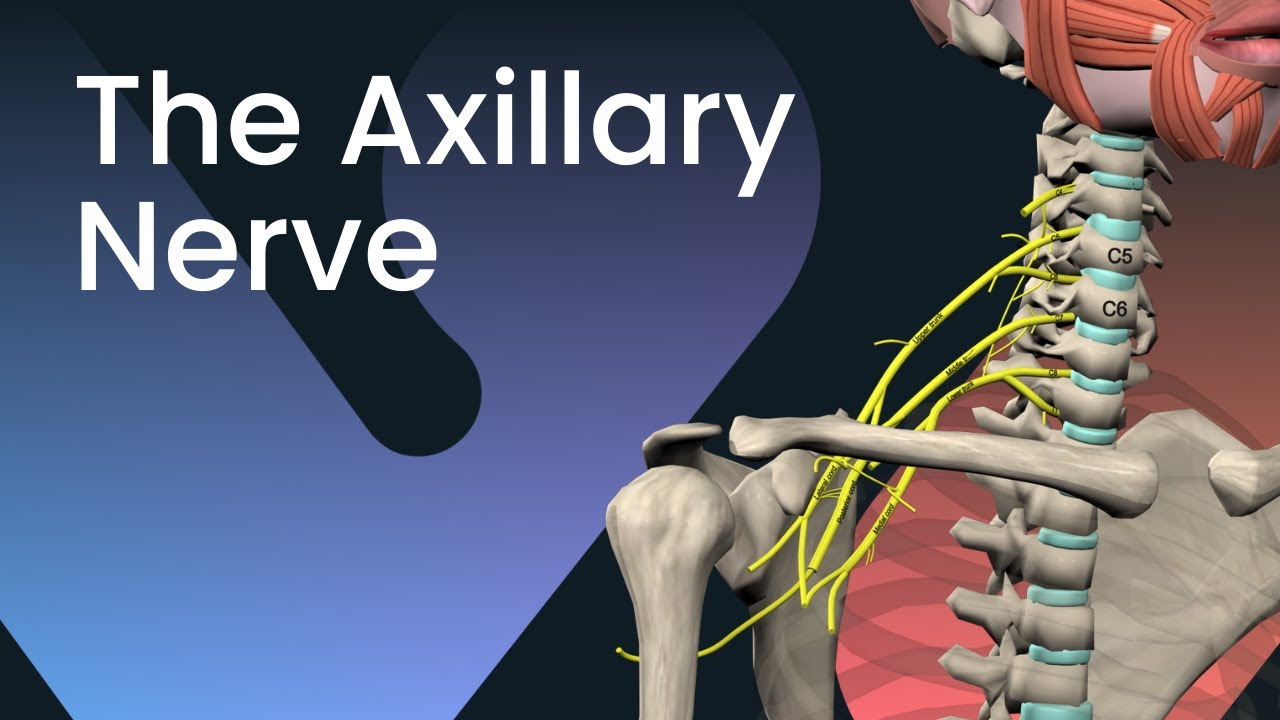 Axillary Nerve: Anatomy & Function