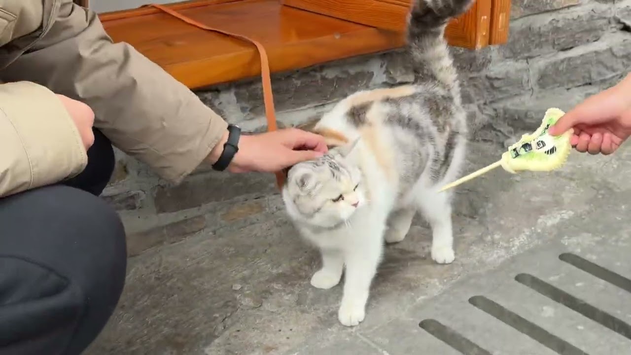 Calico cat is so cute