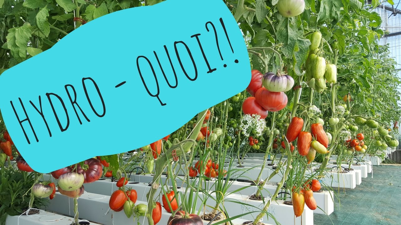Comment marche l'Hydroponie, la Bioponie, l'Aquaponie ?!