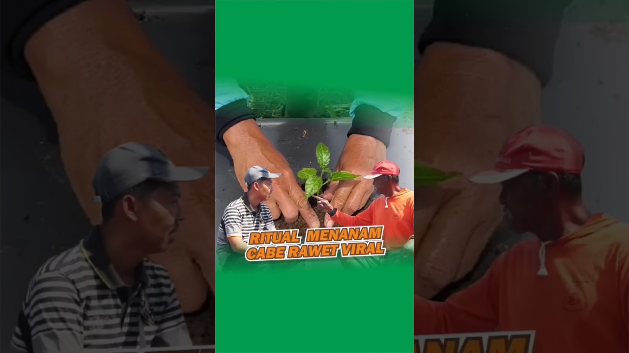 Cara tanam cabe rawit viral versi Mbah wito