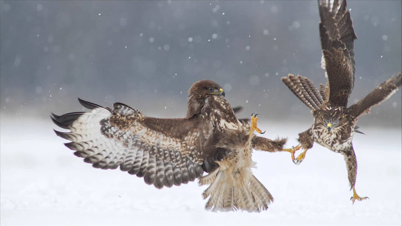 Myszoł&oacute;w zwyczajny - Buteo buteo - Common buzzard