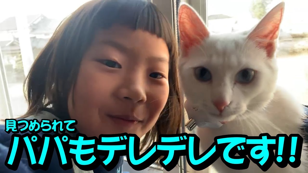 白猫のこさちゃんとなっちゃんのカメラ目線にパパはメロメロ