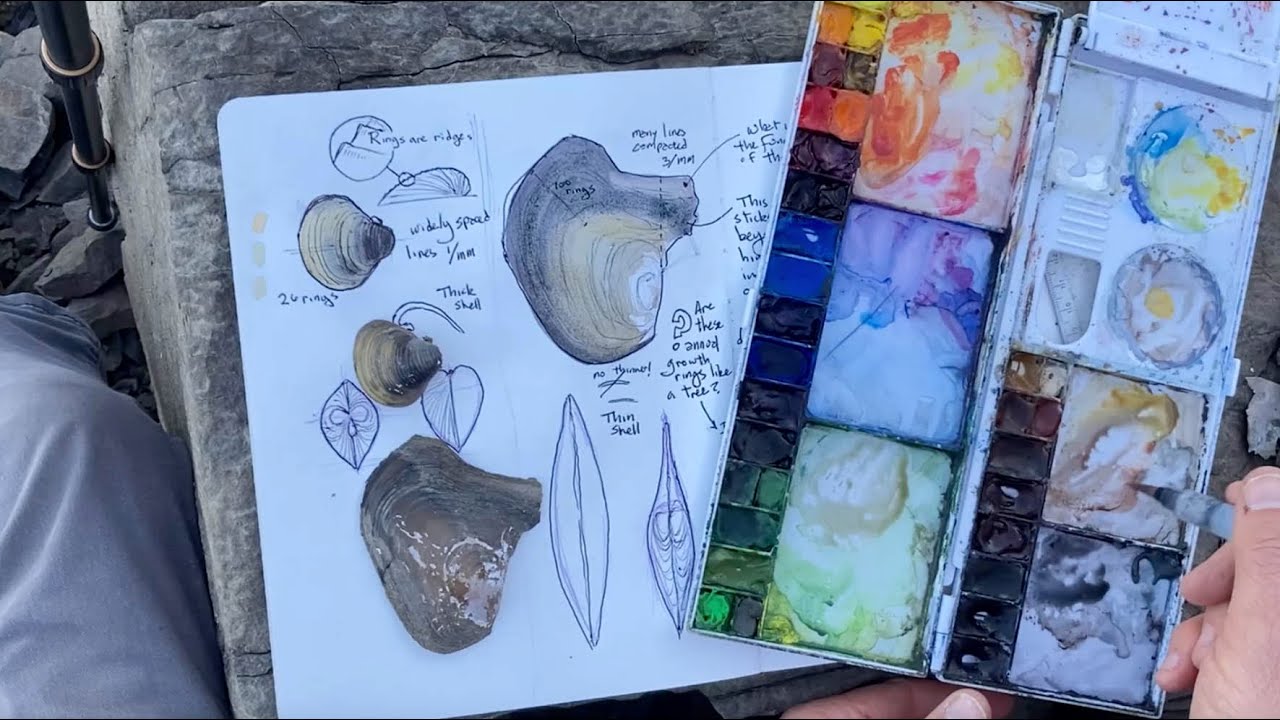 The Nature Journal Connection, Episode 17: Comparison