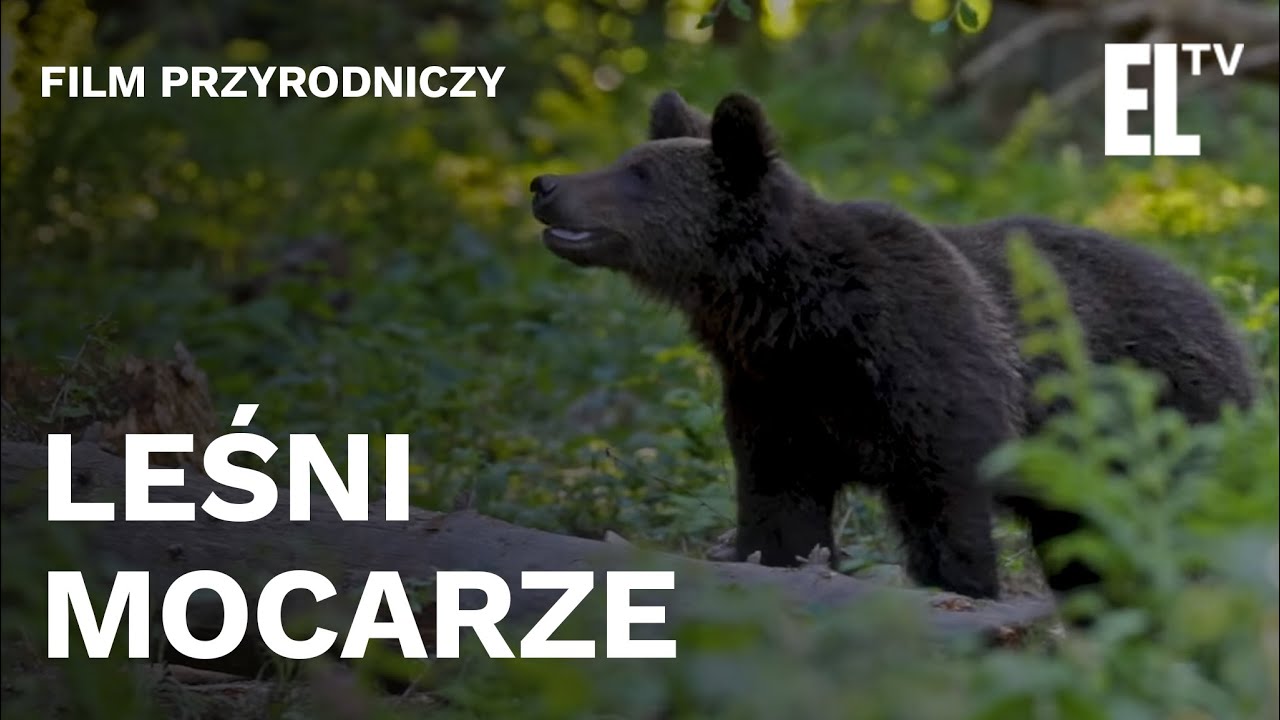LEŚNI MOCARZE - film przyrodniczy produkcji Leśnego Studia Filmowego