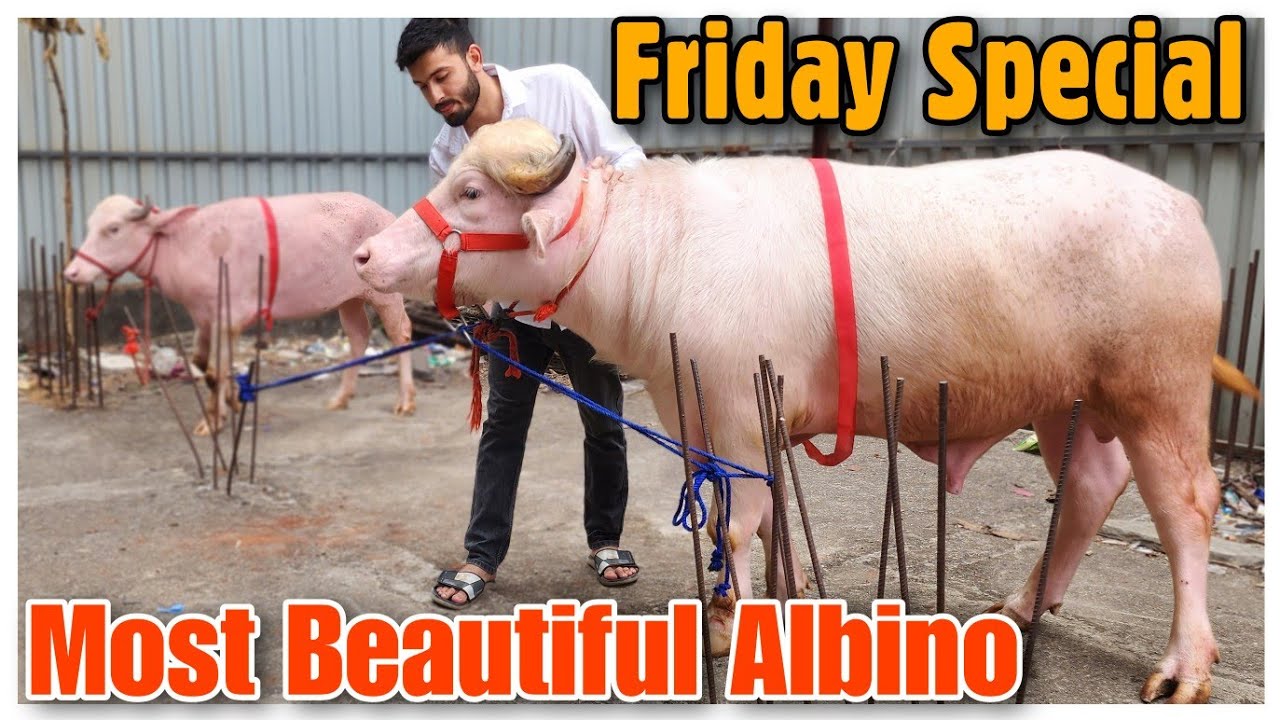 Friday Special Most Beautiful Albino Buffalo | Pink Water Buffalo 🐃(Pada) Bhiwandi |@Rizwankranti