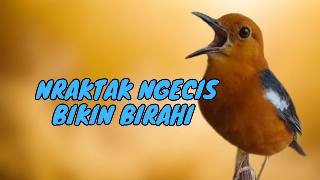 SUARA KONSLET NRAKTAK NGECIS PENAIK BIRAHI ANIS MERAH LOYO