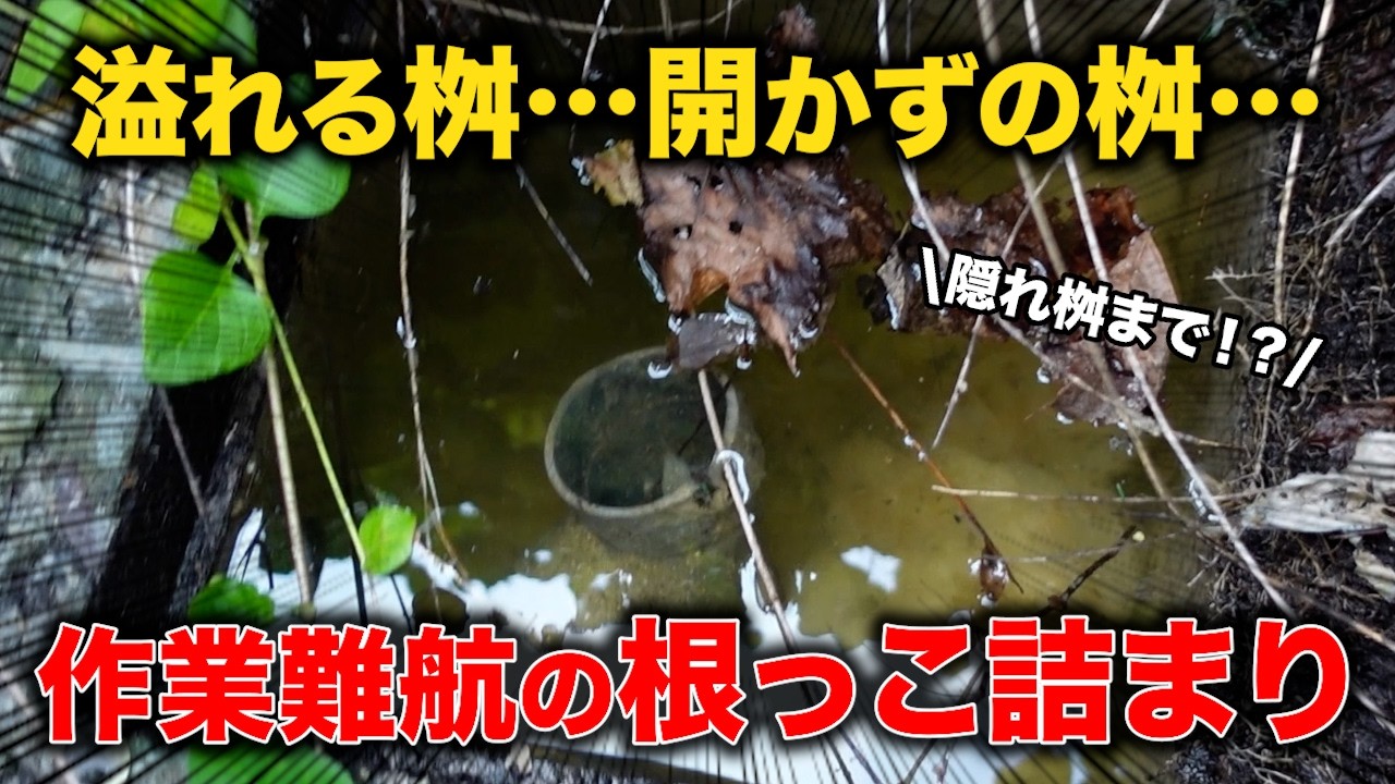 トイレ全部使えない！？外桝タプタプ…原因は“配管を侵食した根っこ”だった【花のお掃除 #461】