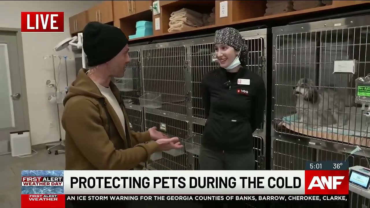Protecting your pets during the ice storm