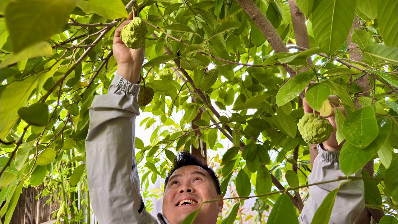 Spring Preparations of Tropical Fruit Trees in California’s Central Valley