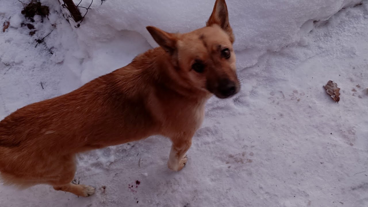 Вышла в эфир @Psychology_kot , вечер дома с 🐕🐕‍🦺
