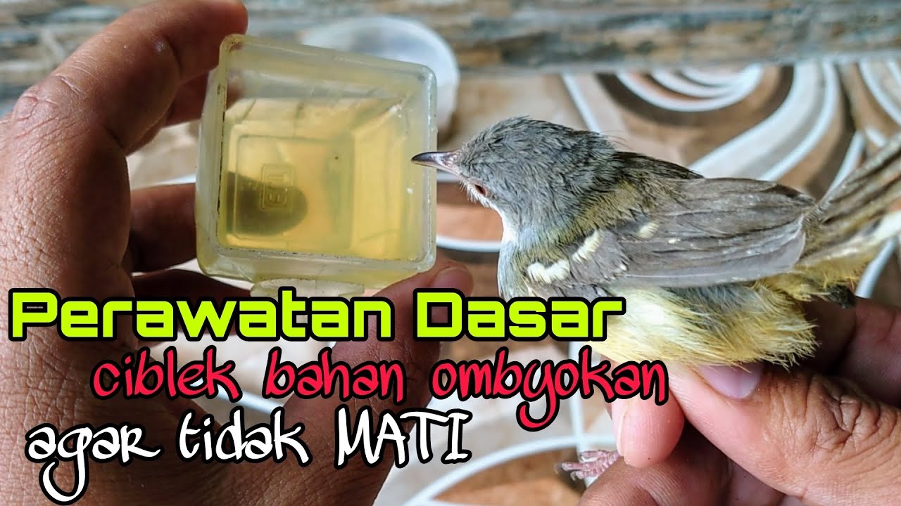 LANGKAH AWAL MERAWAT CIBLEK BAHAN OMBYOKAN AGAR TIDAK MATI | CIBLEK GACOR | CIBLEK BREM PANJANG