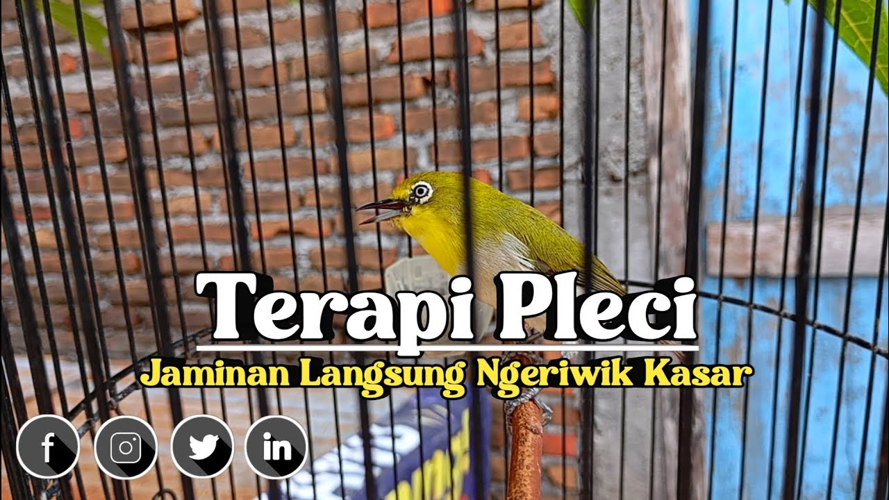 TERBARU ‼️ Terapi Pleci Ombyokan Agar Ngeriwik Kasar