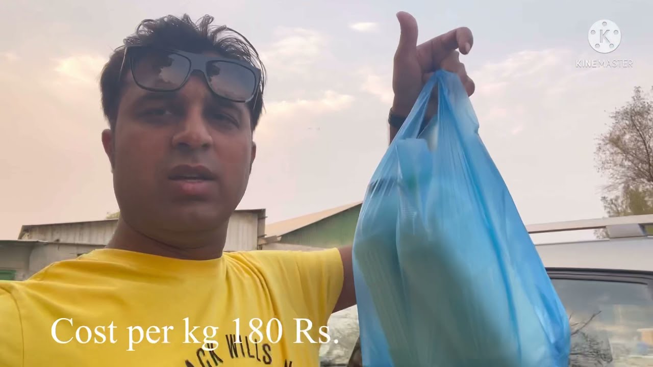 Kuwait dairy farm | kuwait fresh milk | fresh Milk price| Black Mountain