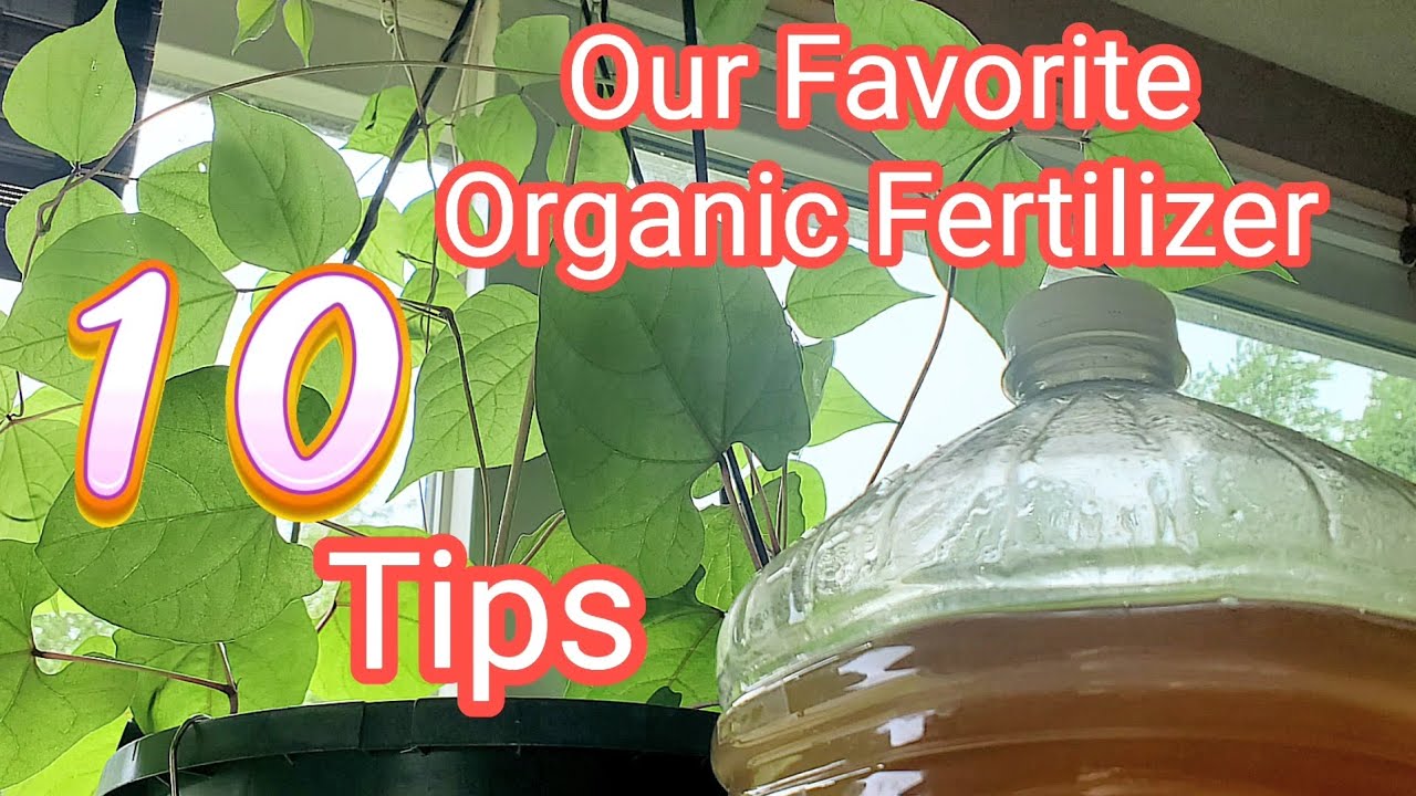 The BEST Fertilizer Gardening Tips and Update  #garden25 @thehillbillychickenranch
