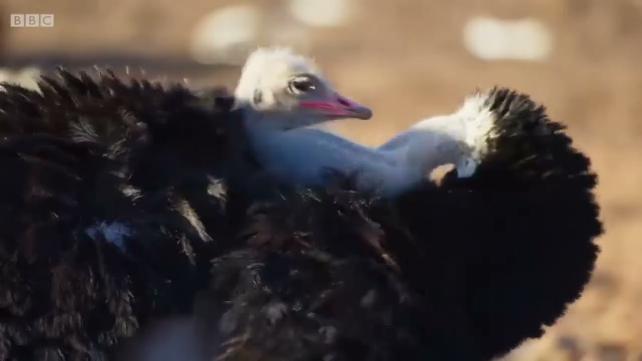 bird displays