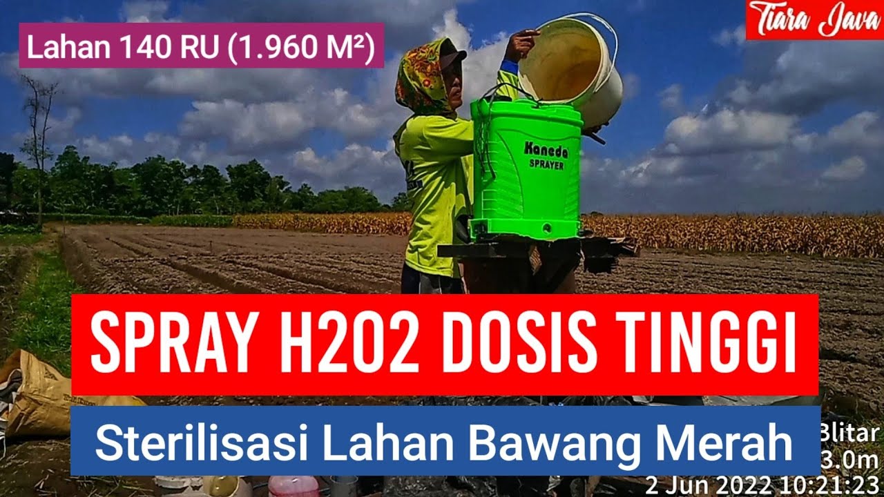 STERILISASI LAHAN, SEMPROT KOTORAN KAMBING PAKAI H2O2 50 % DOSIS 400 ML PER TANGKI 20 LITER