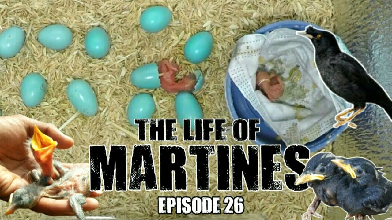 Ep. 26 THE LIFE OF MARTINES | TALKING BIRD | Life in the Province 🐦