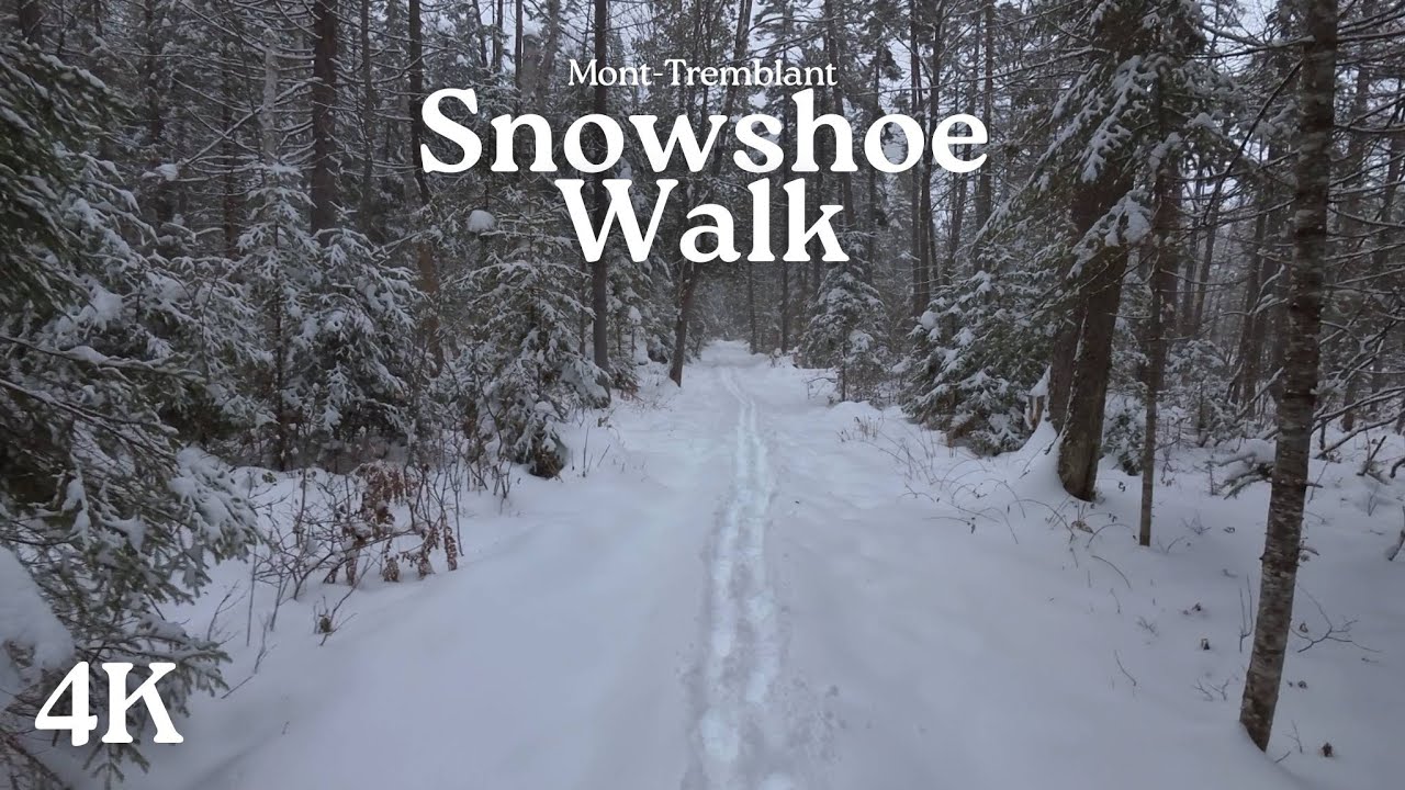 ❄️POV 4K Snowshoe walk & Birdfeeding 🐦|⛰️ Mont-Tremblant, Canada🍁