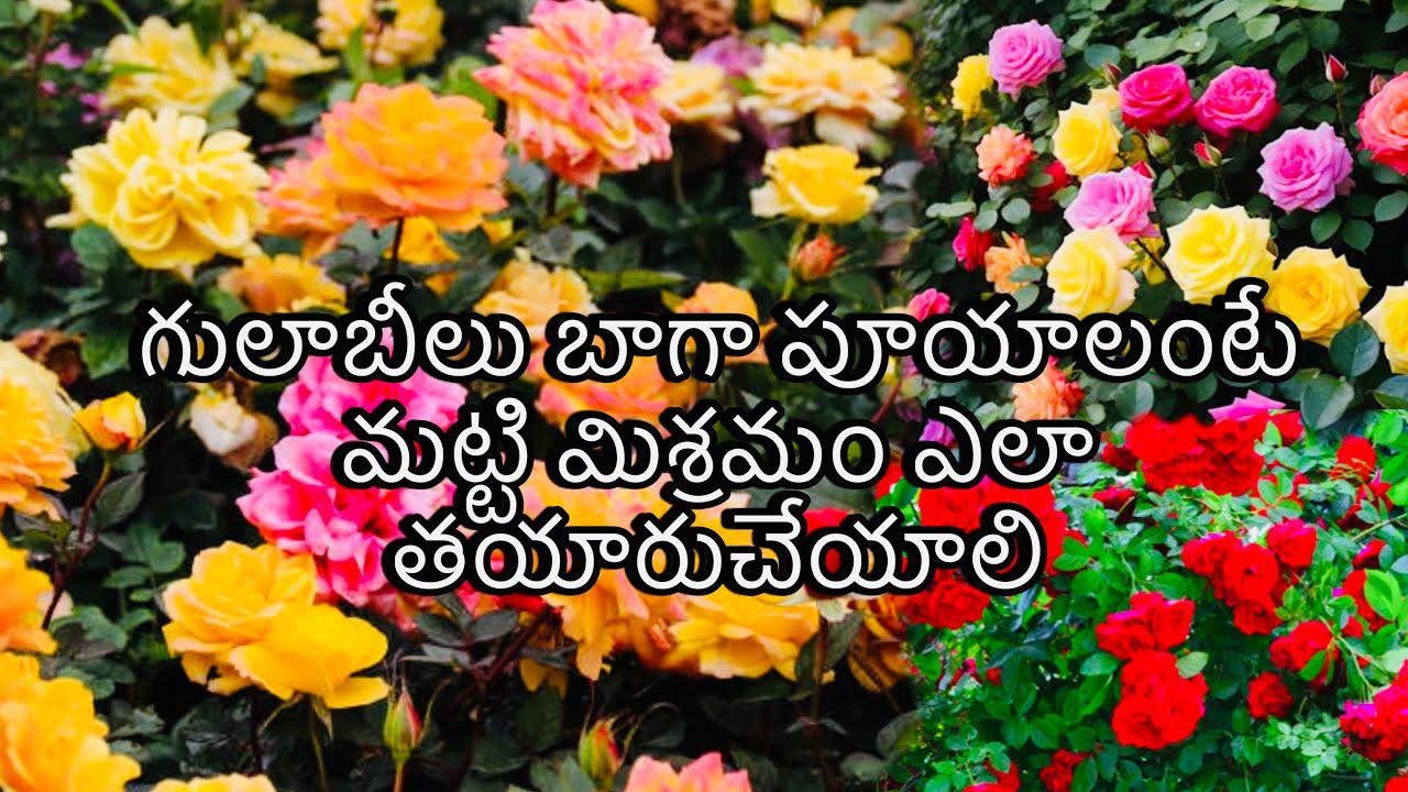 గులాబీలు బాగా పూయాలంటే మట్టి మిశ్రమం ఎలా తయారుచేయాలి