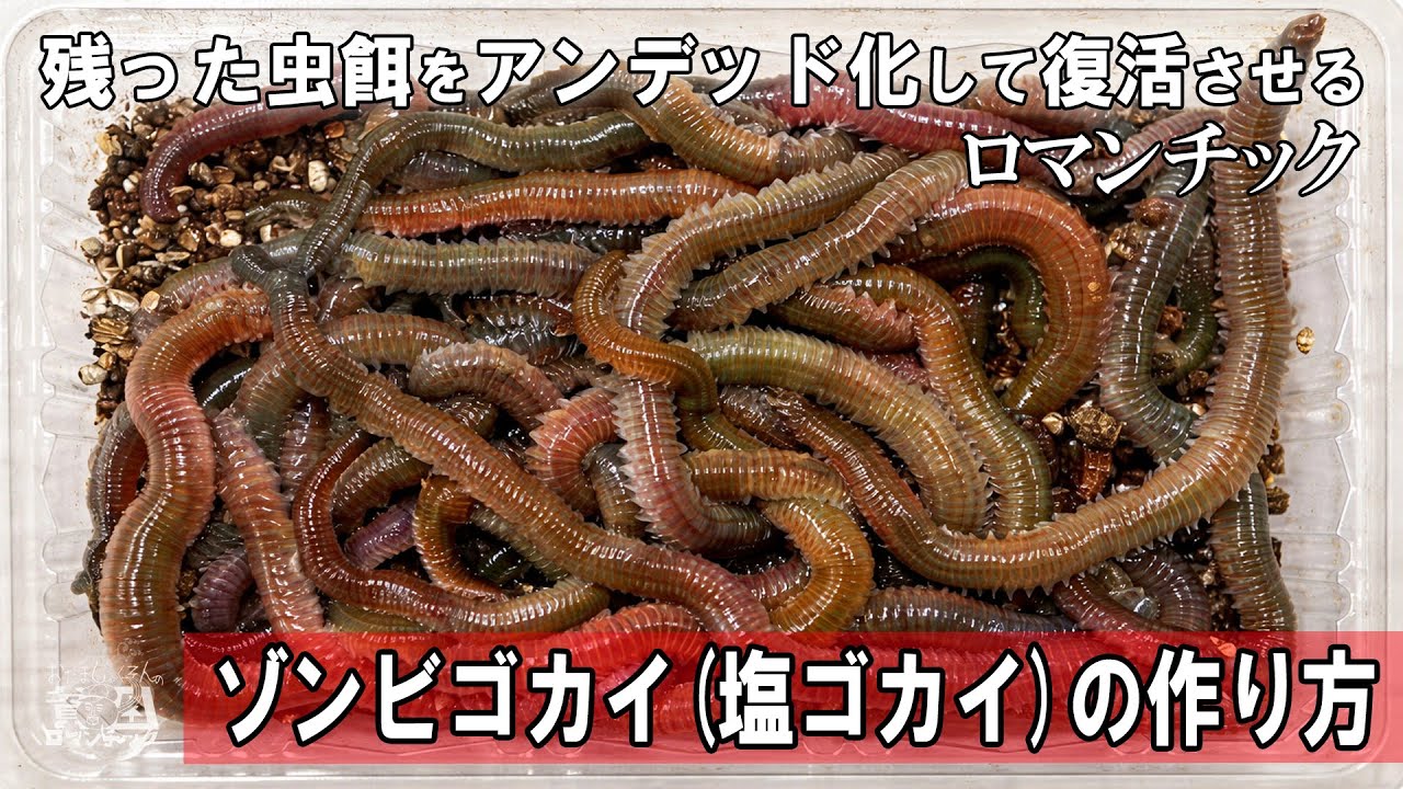 釣り餌加工【ゾンビゴカイ(塩ゴカイ・塩イソメ)の作り方】余った青イソメをアンデッド化して復活させるSDGs！ep.094