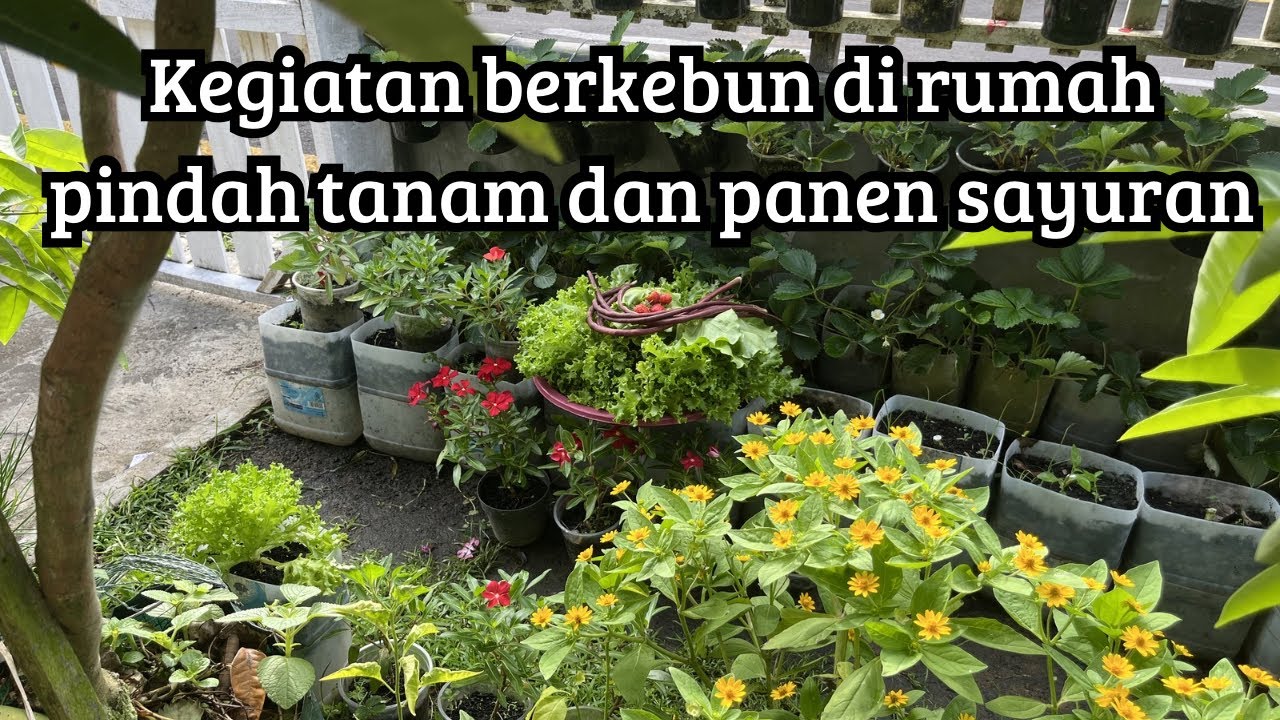 Pindah tanam pakcoy ungu,panen selada keriting,strawberry dan panen perdana kacang panjang merah