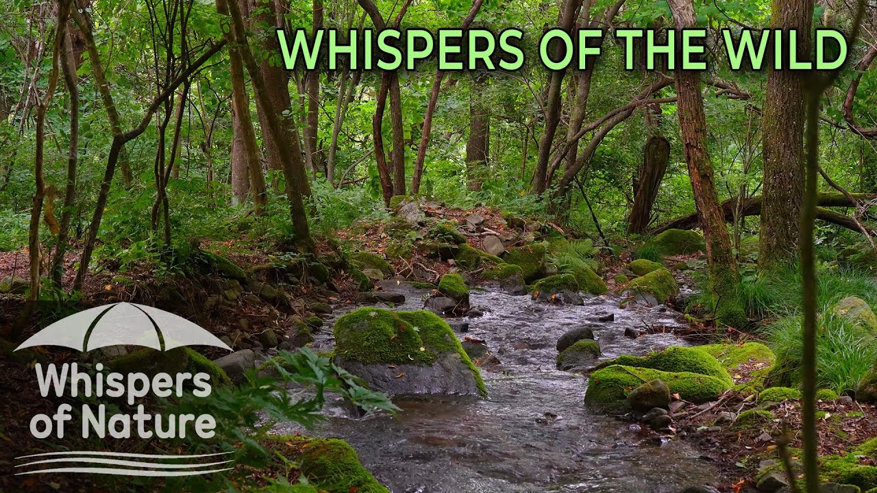 🍃 Звуки лесного ручья, очищающие разум 🌿 Исцеляющий ASMR | Whispers of Nature