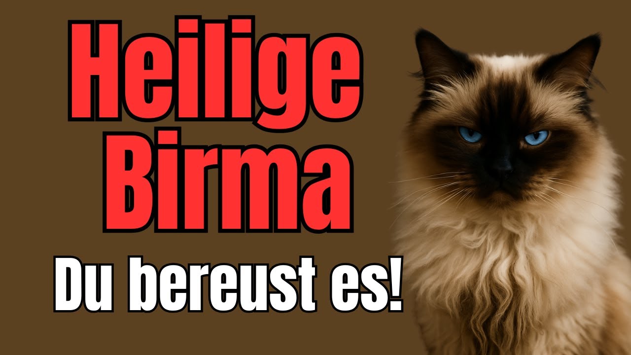 Heilige Birma f&uuml;r Anf&auml;nger: Haltung, Pflege, Charakter in 10 Minuten