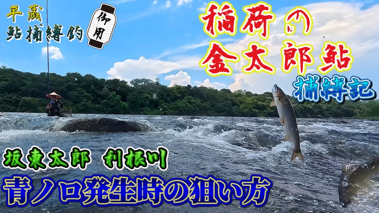 【粉骨砕身！鮎攻略】『青ノロの中で入れ掛かりさせるには？』坂東太郎 大利根川