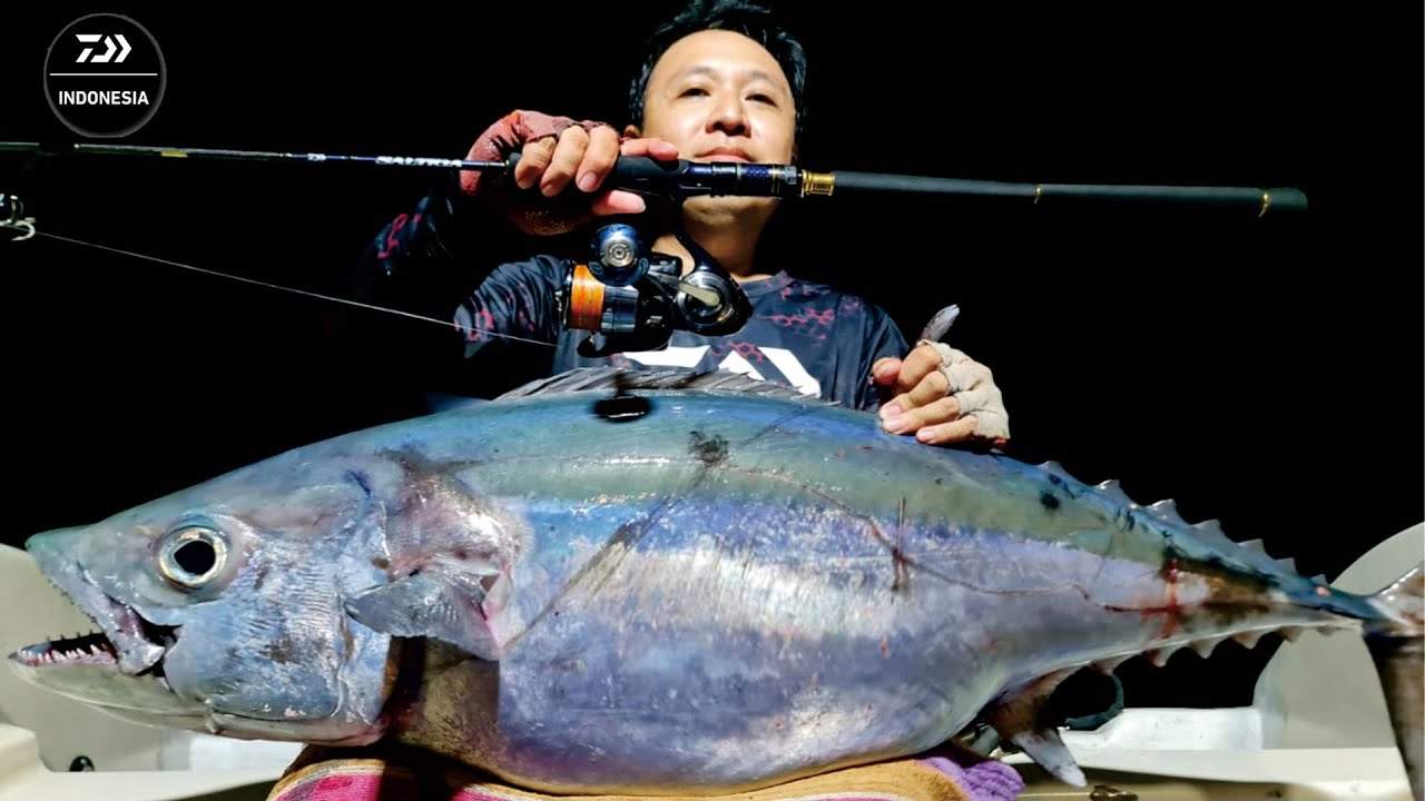 FIGHT DENGAN PREDATOR MALAM PAKAI JORAN DAIWA SALTIGA LJ 62XXHS TG PE 1-2 | LUAR BIASA TARIKANNYA