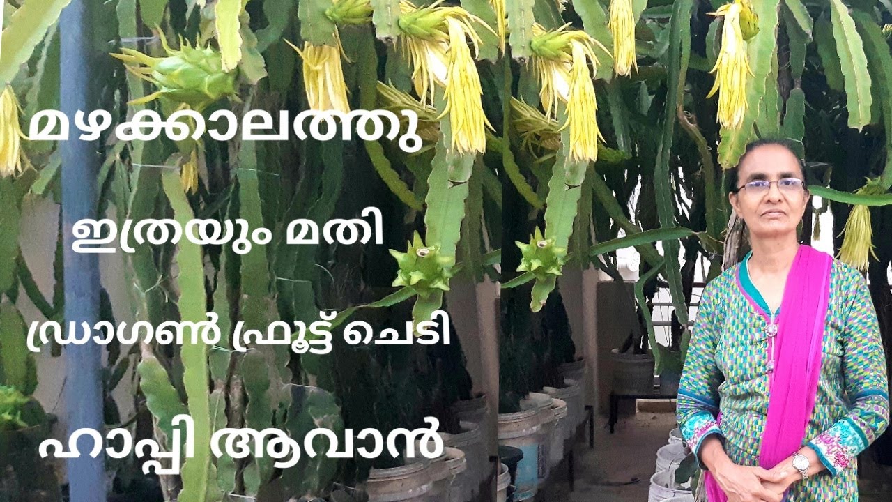 ഡ്രാഗൺ ഫ്രൂട്ടിന്റെ മഴക്കാല സംരക്ഷണം l Rainy Season Care in Dragon Fruit I J's Passion World I