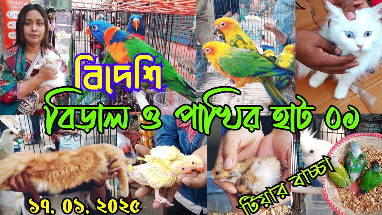 চন্দনা টিয়া, হ্যামিস্টার,পাখি মিরপুর ১ পাখির হাট || Bird market-2025 || Persian cat price