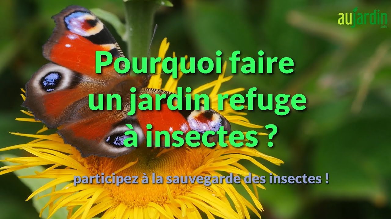 Pourquoi faire de mon jardin un refuge pour les insectes ?
