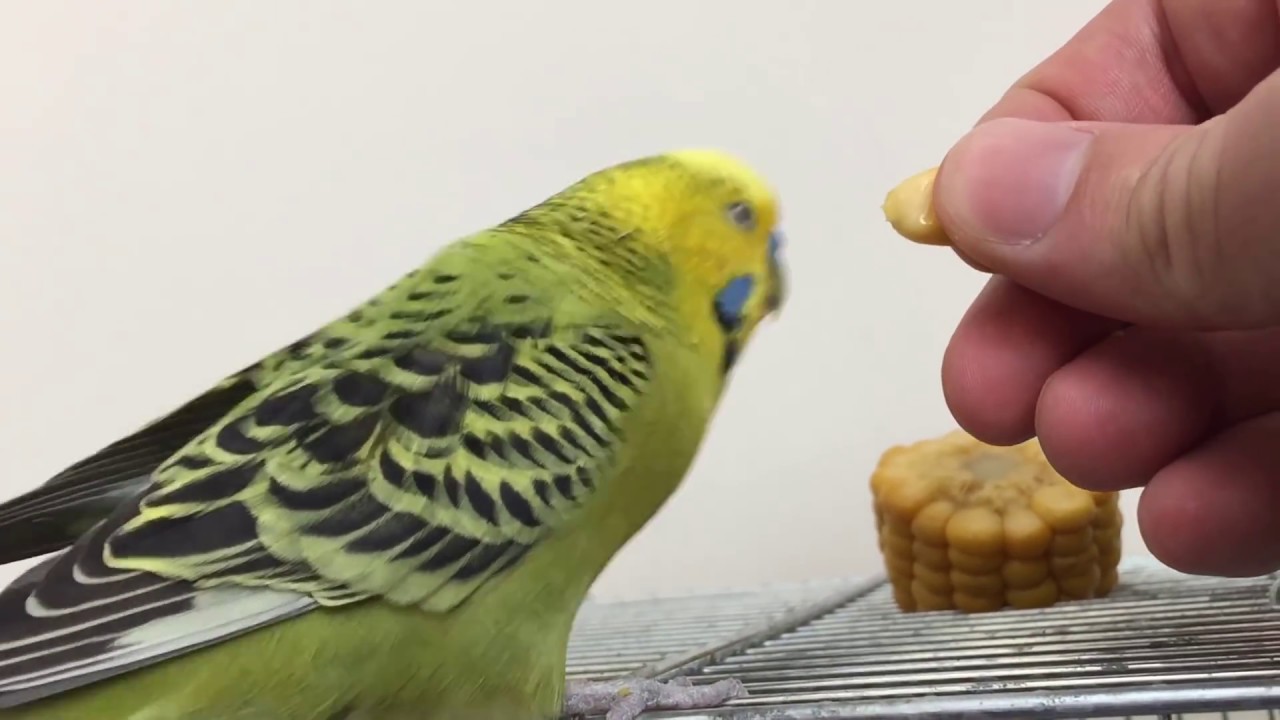 Konuşan muhabbet kuşu Fıstık mısırı &ccedil;ok sevdi #dinletkonuşsun