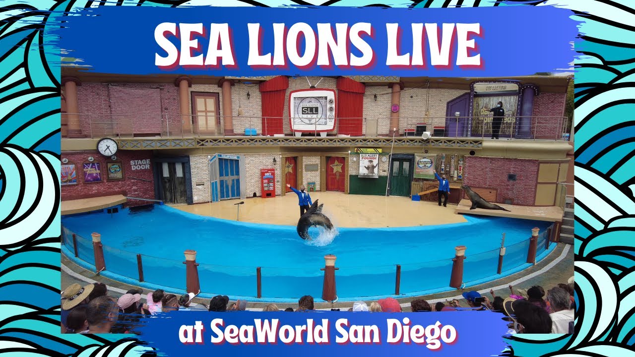 SEA LIONS LIVE - SeaWorld San Diego | 4K HD Full Show w/ Pre-Show | Sea Lion Live Performance Show