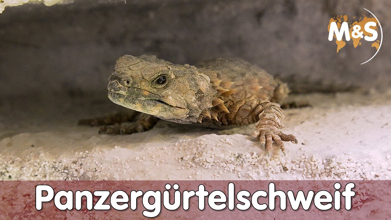 Panzergürtelschweif - Ouroborus cataphractus (Cordylus)