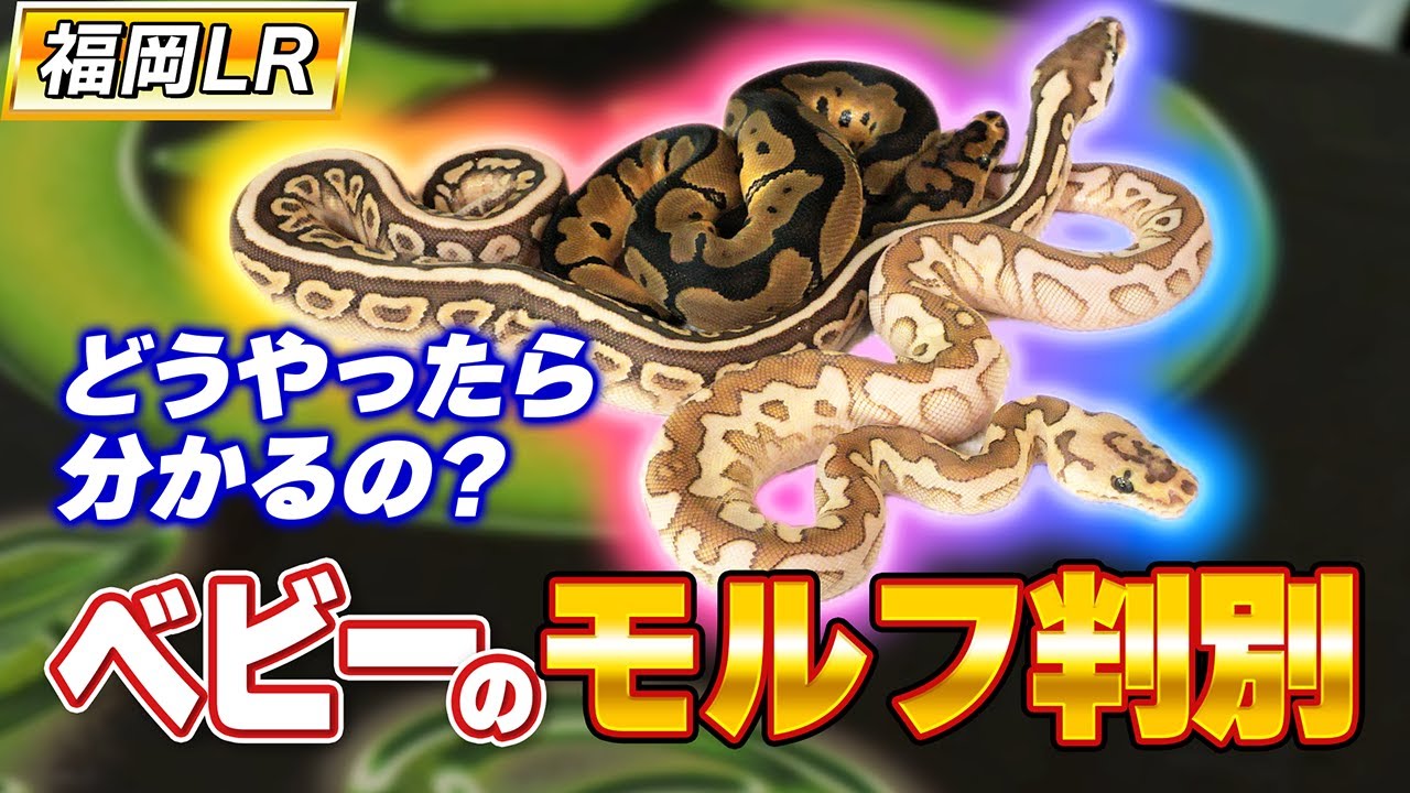 #59 責任重大⁉️モルフ判別