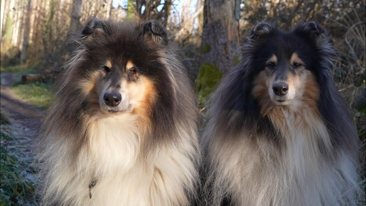Im Rhytmus des Waldes | Malu und Simba - Zwei Langhaar Collies unterwegs