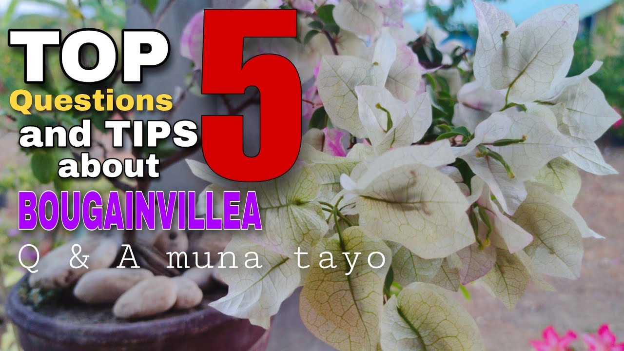 Alamin niyo itong TOP 5 FREQUENTLY ASK QUESTIONS AND THEIR ANSWERS, tungkol sa bougainvillea care