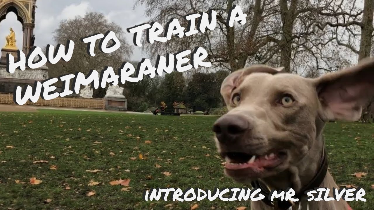 How to train a WEIMARANER - Introducing Mr. Silver