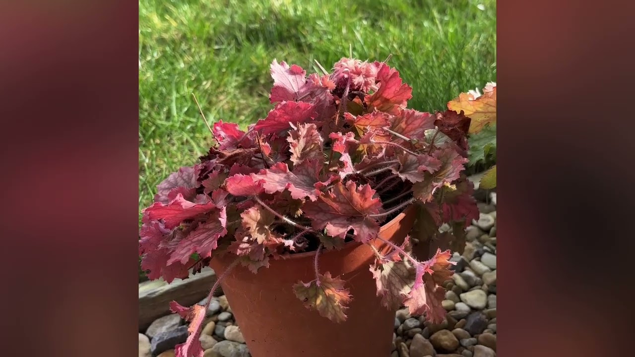 Morning sun in the garden in South Wales Uk