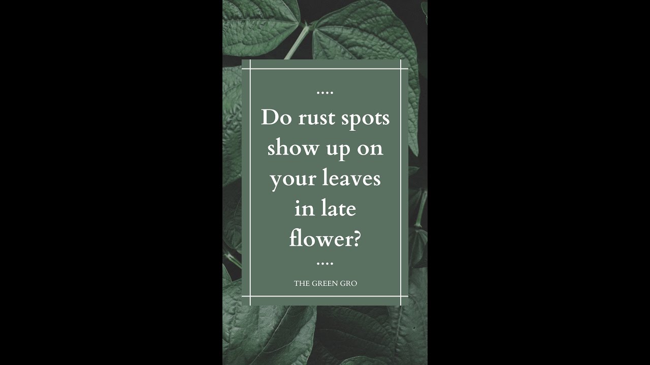 You ask, I answer! Do rust spots show up on your leaves in late flower?