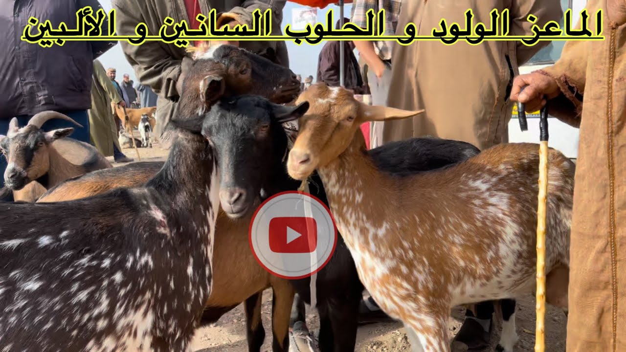 أسعار الماعز الولود و الحامل من سوق سيدي بلعباس ا متوفر ماعز السانين و الألبين تواصل معنا الأن 🇩🇿