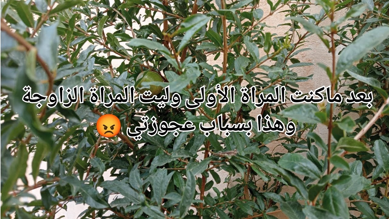 بعد ماكنت المرأة الأولى وليت المراة الزاوجة 😰هذا بسباب عجوزتي 😡