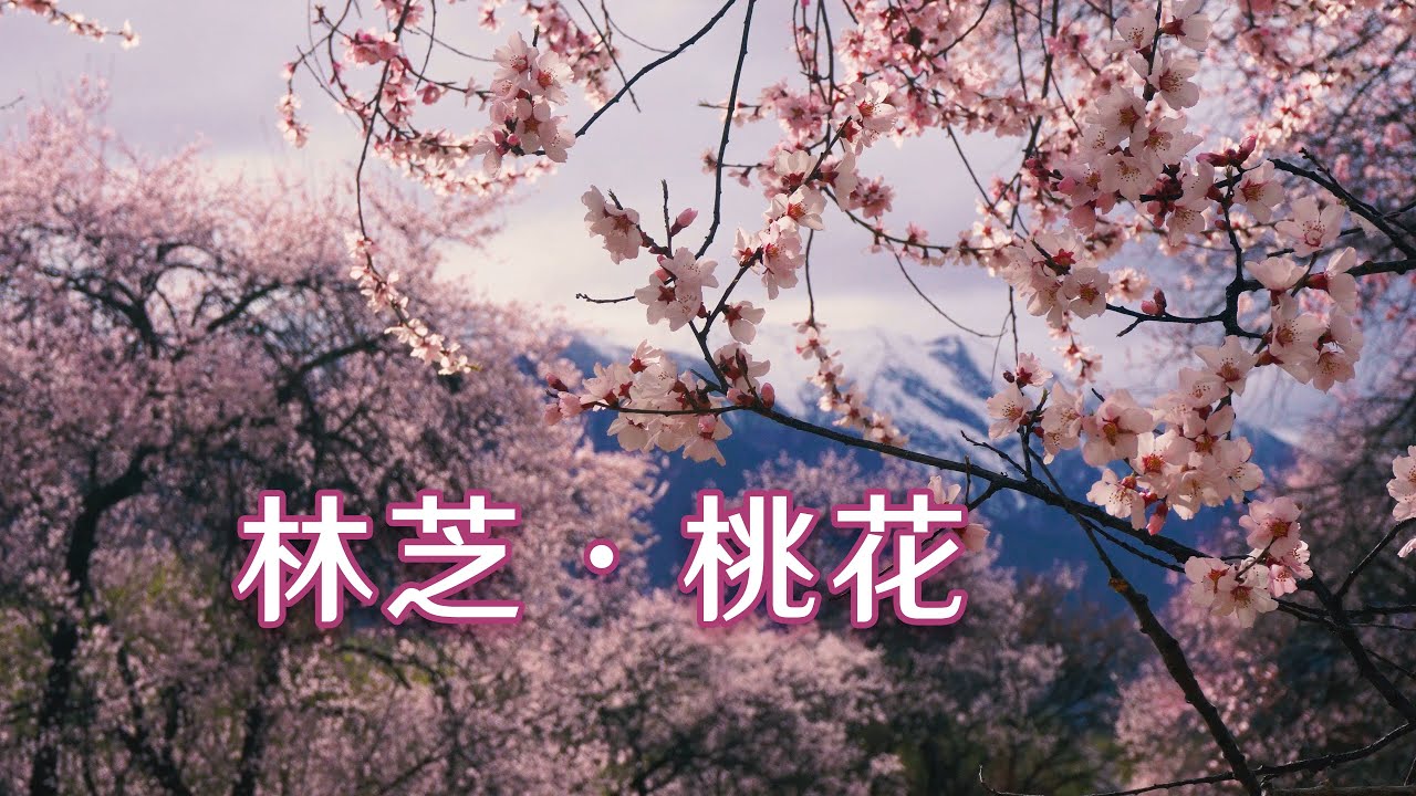 我来到西藏林芝追寻雪山桃花 结果却出乎意料...
