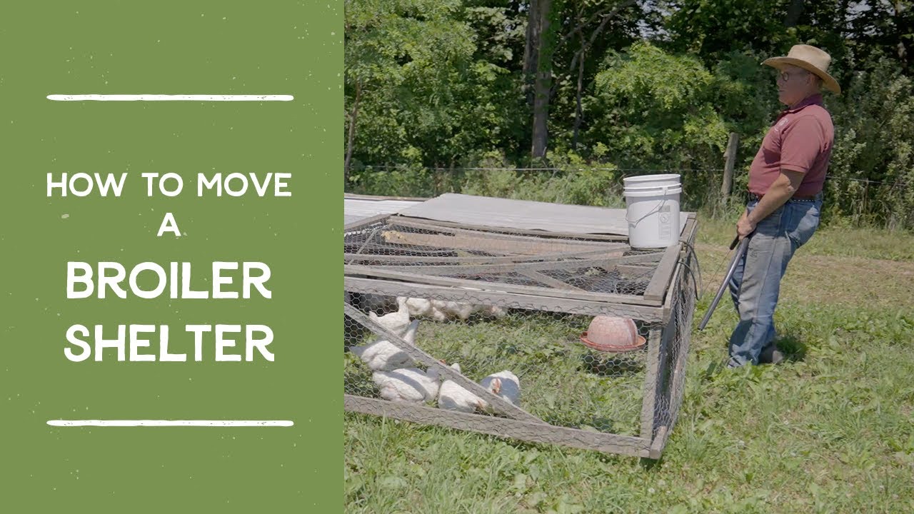 Moving 75 Chickens to Fresh Pasture in Minutes