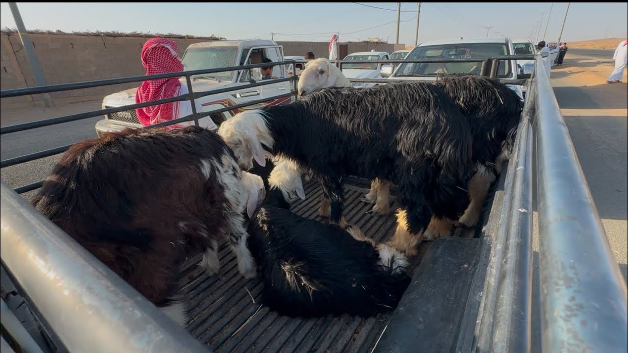 سوق السبت وأسعار الحلال الطيب ماشاء الله😍👌🏻