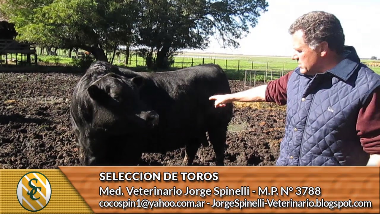 Dr. Jorge Spinelli - Selección de Toros