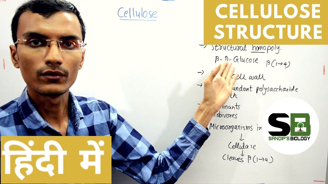 Structure of Cellulose in Hindi