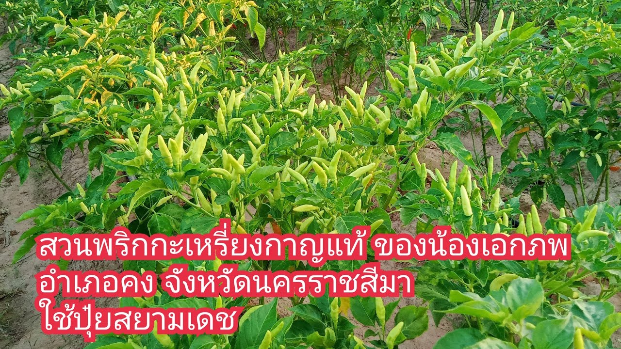 สวนพริกกะเหรี่ยงกาญแท้ ของน้องเอกภพ อำเภอคง จังหวัดนครราชสีมา ใช้ปุ๋ยสยามเดช 30/3/65