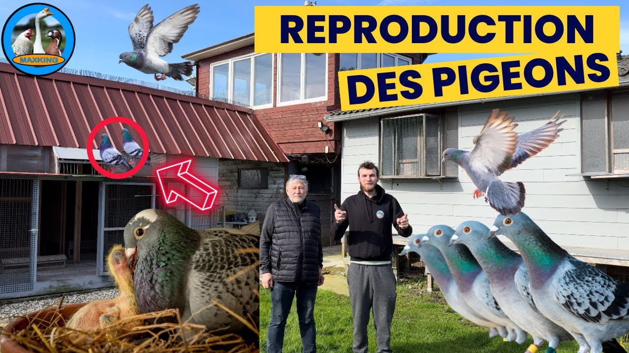 REPRODUCTION 2024 DES PIGEONS VOYAGEURS